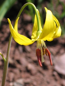 Erythonium grandiflorum